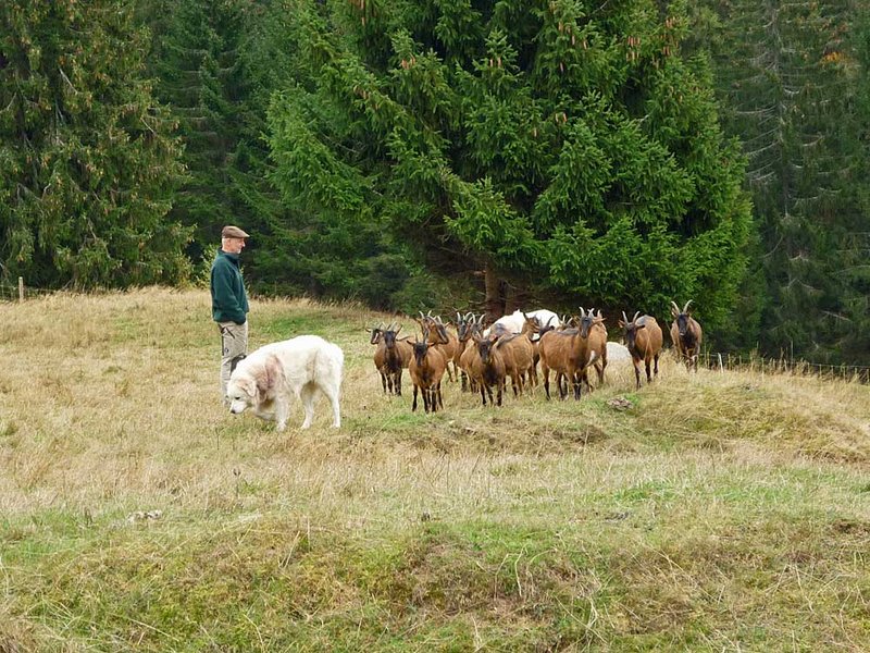 Auf dem Windberghof bei St. Blasien testet der Naturschutzbund den Einsatz von Herdenschutzhunden.