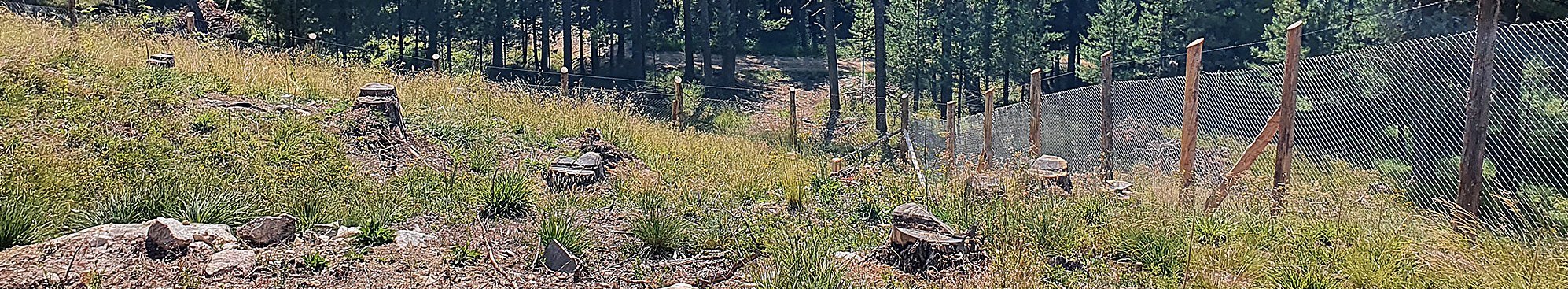 Waldfläche bei Samedan