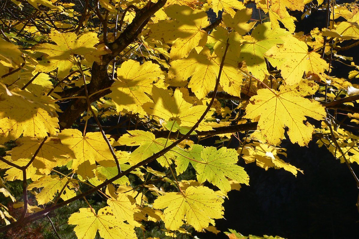 érable sycomore (Acer pseudoplatanus)