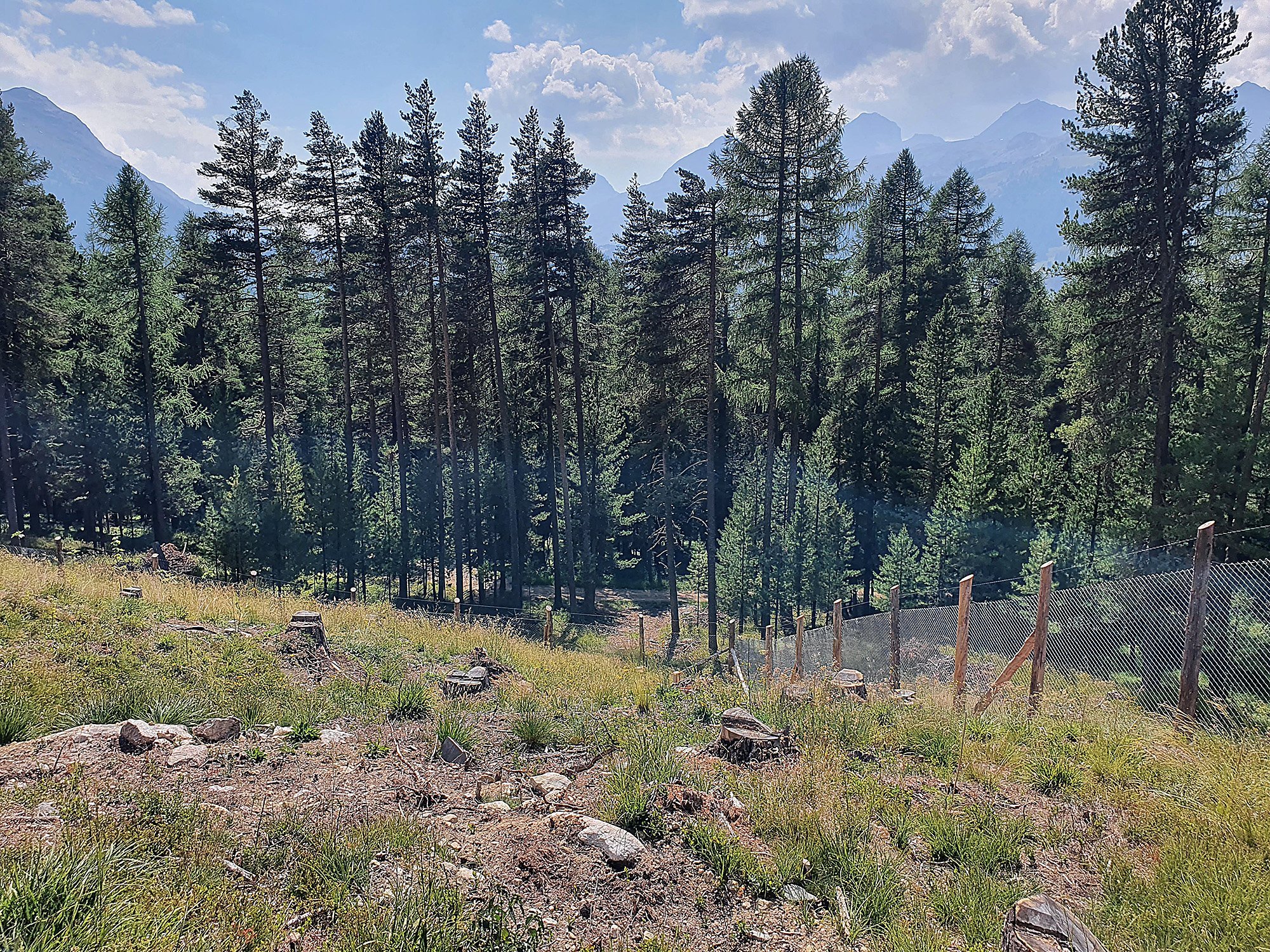 Die Suche nach zukunftsfähigen Baumarten für die künstliche Waldverjüngung 1 Die Suche nach zukunftsfähigen Baumarten für die künstliche Waldverjüngung