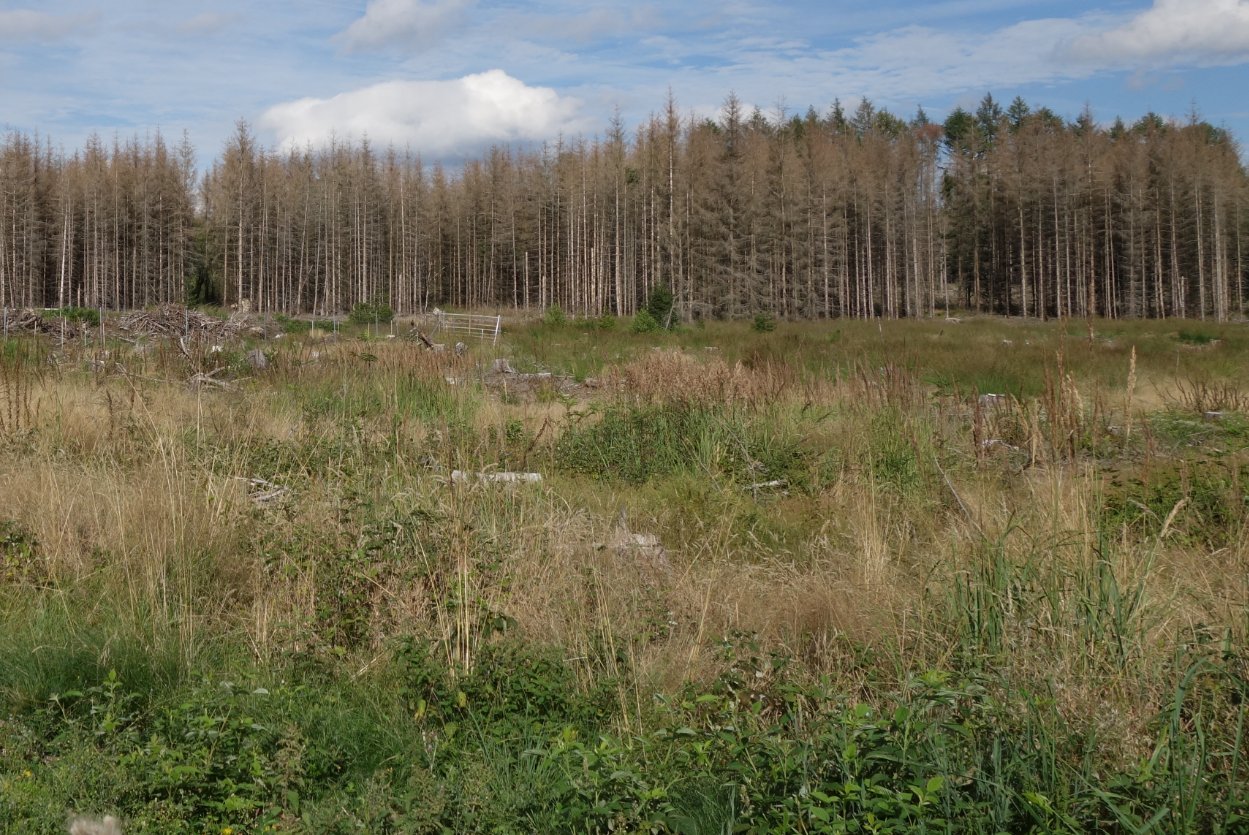 Große Freifläche nach Sturm. Im Hintergrund stehen tote Fichten.