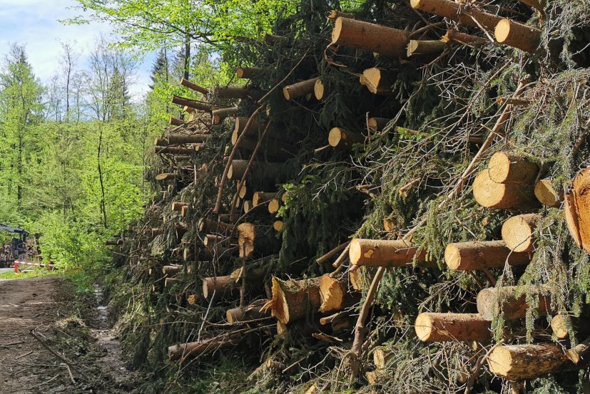 Holzpolter an einem Waldweg