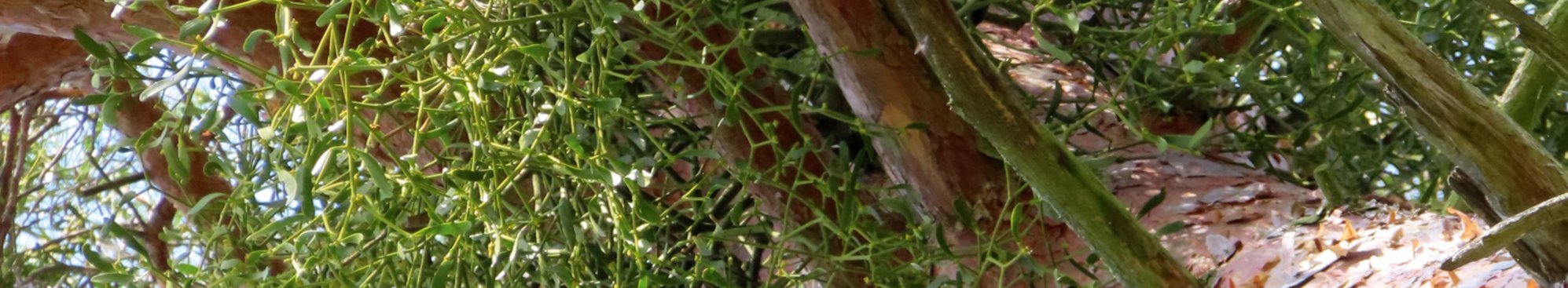 Eine mit Misteln befallene Kiefer