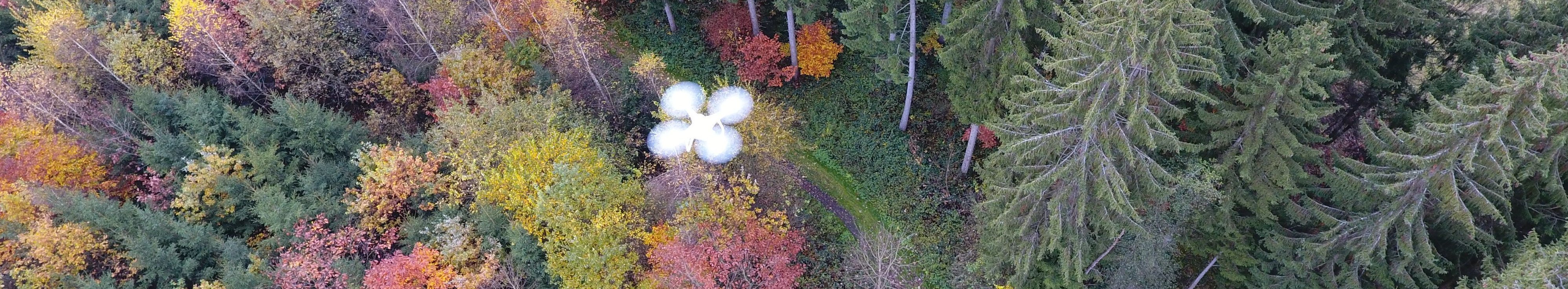 Luftbild eines Waldes