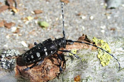 capricorne asiatique