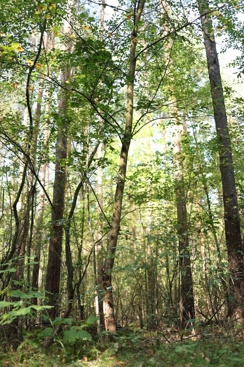 Traubeneiche aus Naturverjüngung