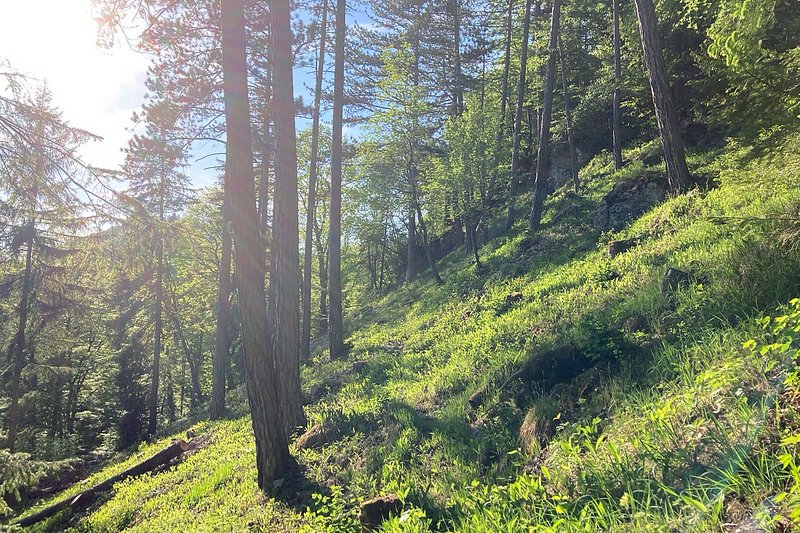 Lumières, peuplement forestier varié
