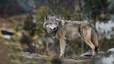 Der Europäische Wolf (Canis lupus lupus)