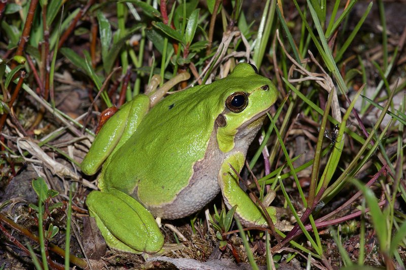 Ein Laubfrosch (Hyla arborea) auf dem Weg zum Laichgewässer. Ein Laubfrosch (Hyla arborea) auf dem Weg zum Laichgewässer.