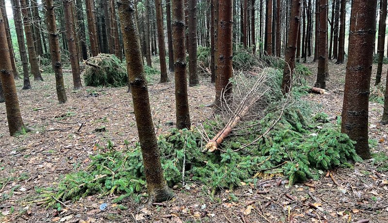 Fichtenwald mit mehreren abgebrochenen Kronen auf dem Waldboden
