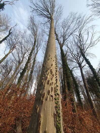 Überwallung von abgewehrtem Befall durch Buchenborkenkäfer, woraus sogenannte T-Flecken resultieren, die als Fehler im Holz verbleiben