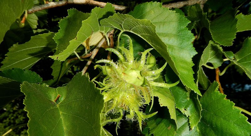 Blätter und Frucht der Baumhasel