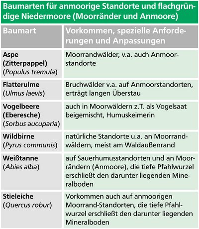 Tabelle „Baumarten für anmoorige Standorte und flachgründige Niedermoore“ mit Angaben zu Vorkommen, speziellen Anforderungen und Anpassungen für Aspe, Flatterulme, Vogelbeere, Wildbirne, Weißtanne und Stieleiche.