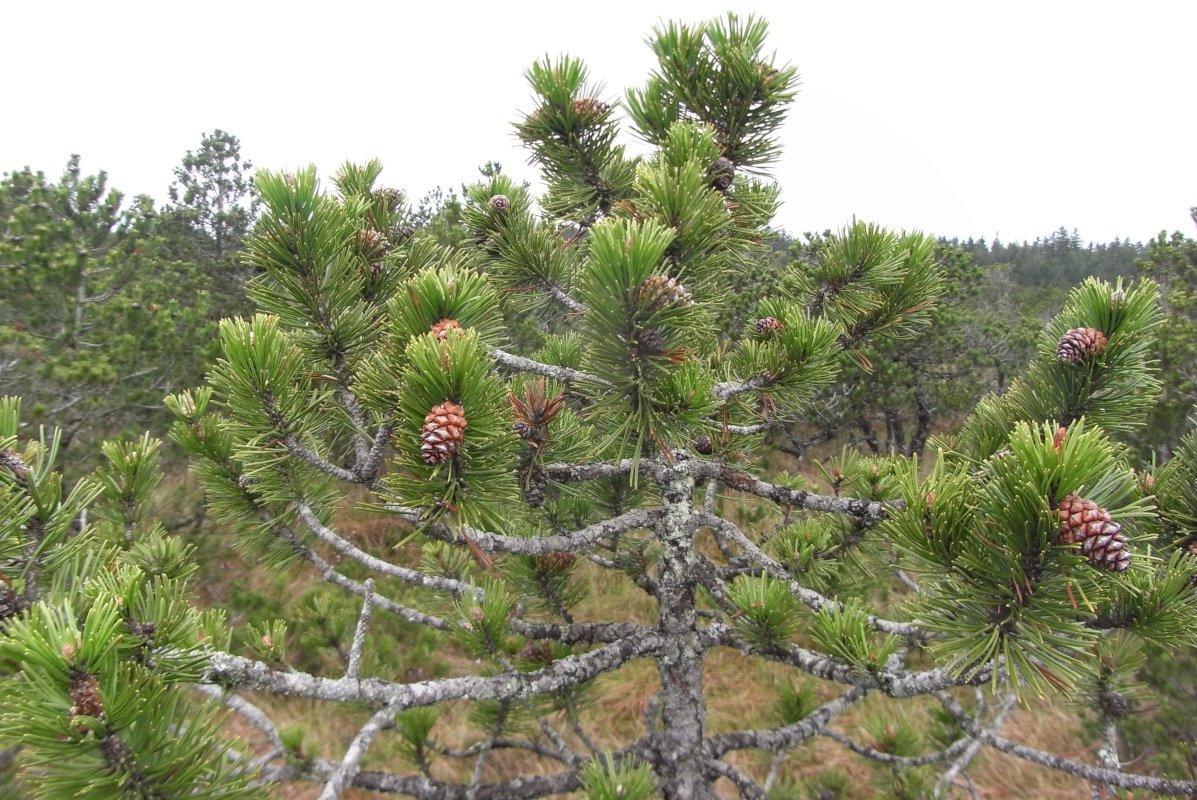 Spirke mit dicht stehenden, langen Nadeln und mehreren Zapfen auf einem Moorstandort; im Hintergrund sind weitere Spirken und Moorvegetation zu sehen.