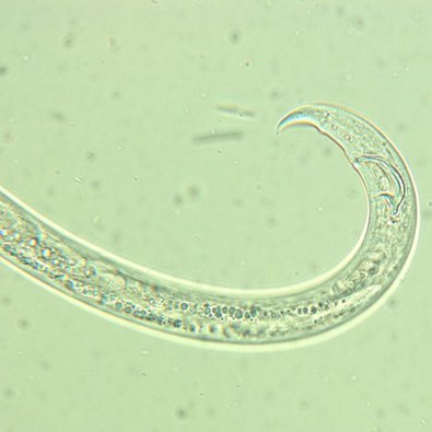 Spicula des Männchens von B. xylophilus in Makroaufnahme