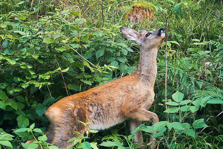 Einfluss des Wildes auf die Baumverjüngung anhand kantonaler Daten Ein Reh frisst an einer Vogelbeere