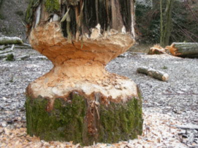  Beavers fell trees