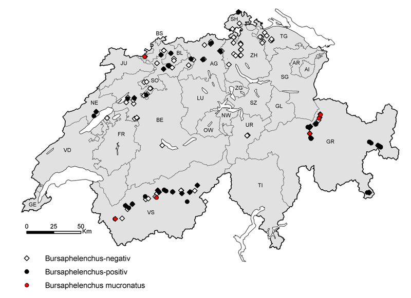 Monitoring des Kiefernholznematoden in der Schweiz (2010–2011)