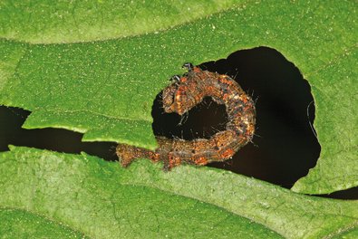 Feeding butterfly caterpillar on green leaf tissue