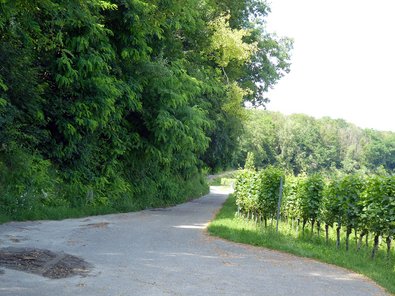 Vogelreicher Waldrand mit Eschen und Robinien