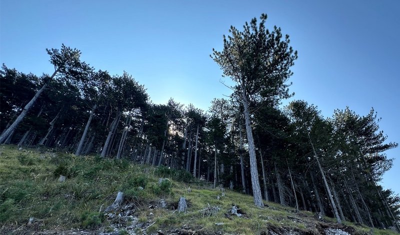 Verjüngter Schwarzföhrenbestand an Hanglage.