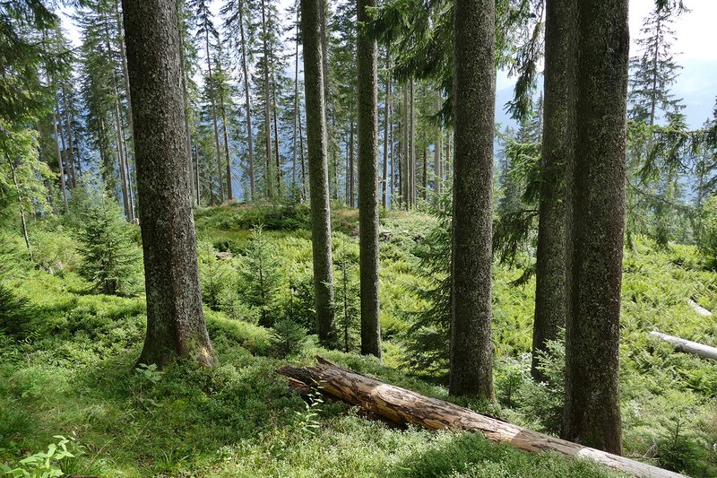 Gebirgsfichtenwald