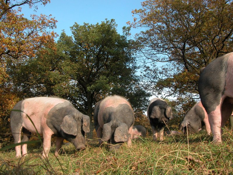 Schwäbisch-Hällische Landschweine im Hutewald