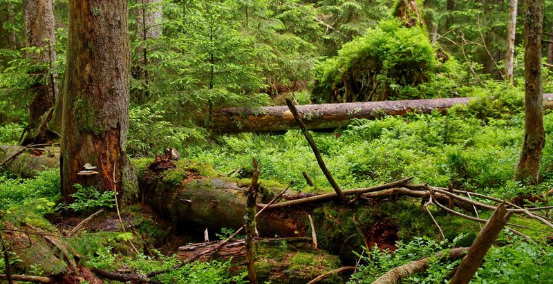 Totholz und Biotopbäume