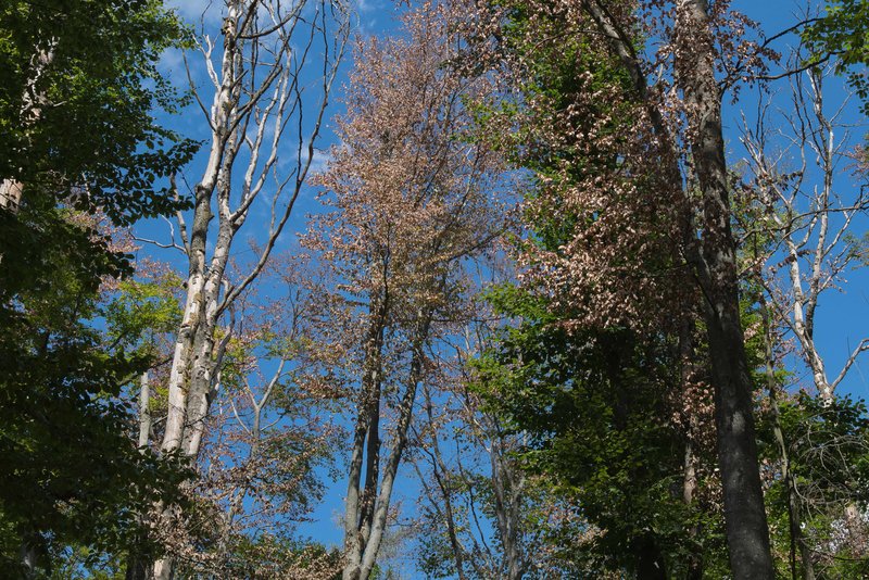Buchen mit deutlichen Trockenschäden in der Krone, teilweise sind bereits ganze Bäume abgestorben