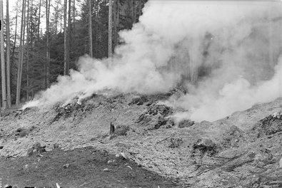 Qualmende Rauchschwaden im Lärchenwald am Hang