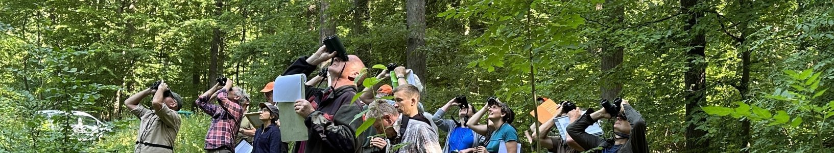 Forstleute schauen mit Ferngläsern in die Baumkronen.