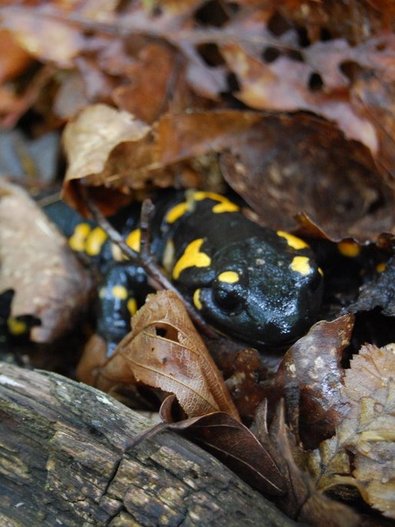 Ein Feuersalamander, der aus dem Laub schaut