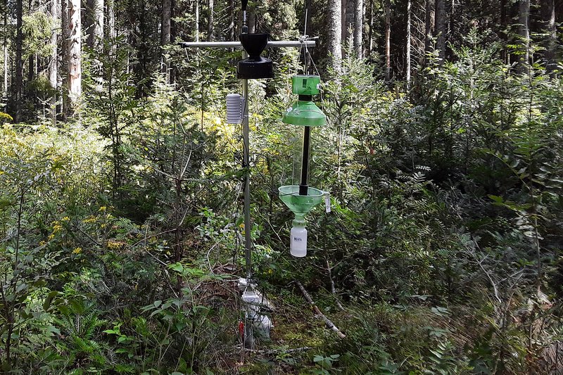 Forêt avec une végétation dense au sol et des appareils de mesure pour recenser les chauves-souris