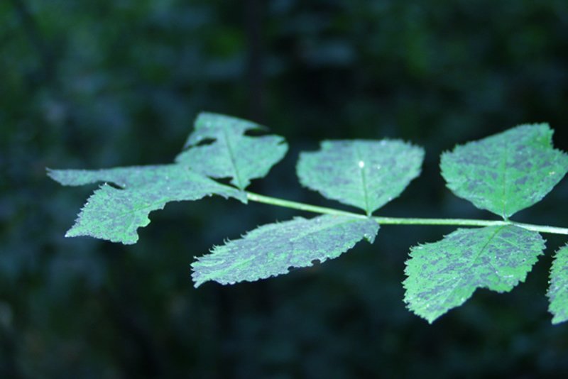 Eschenzweig einer jungen Esche mit Krankheitssymptomen