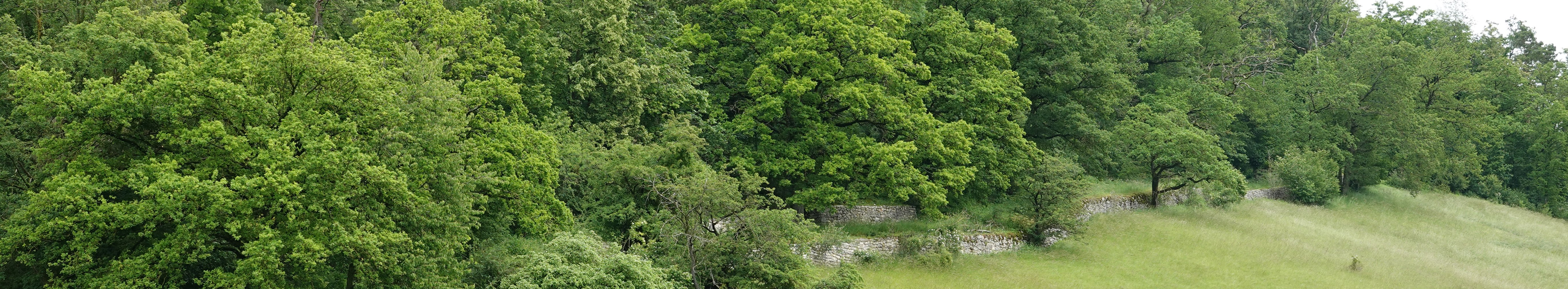 Einheimische Waldvögel: Die Hohltaube Einheimische Waldvögel: Die Hohltaube