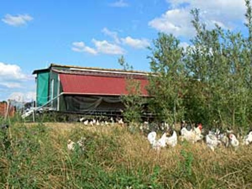 Gehölzstreifen und Mobilställe schaffen die Voraussetzungen für eine optimale tierartgerechte und bodenschonende Hühnerhaltung.