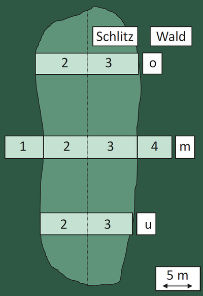 Schema einer schlitzförmigen Bestandesöffnung mit der räumlichen Anordnung der Transekte
