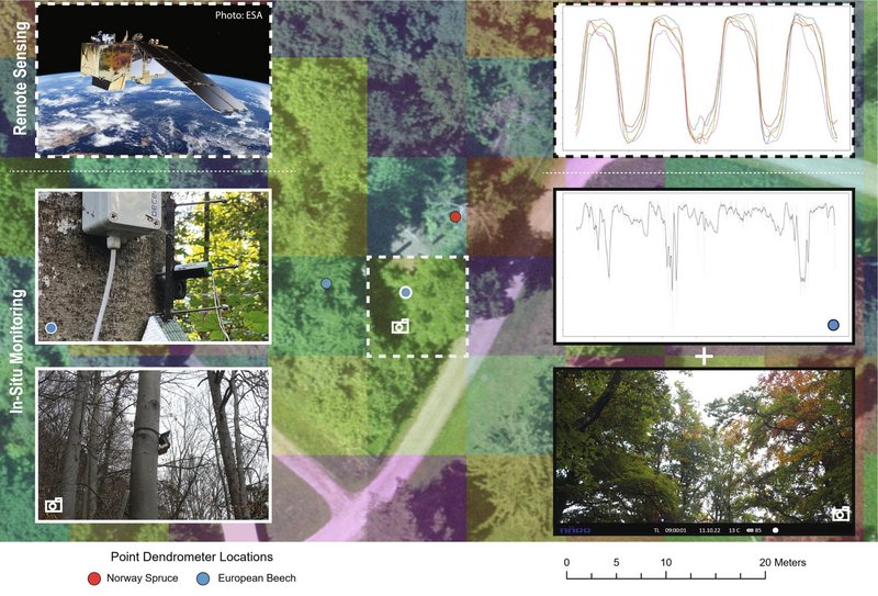 Zeitreihen-Vergleich zum Wasserdefizit Sentinel-2 vs. Punktdendrometer