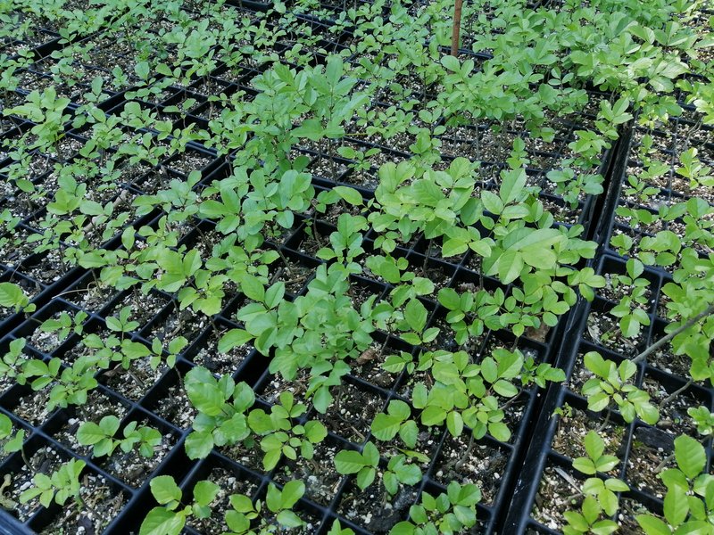 Ansicht von Blumeneschen-Jungpflanzen