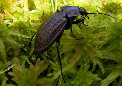 carabus ground beetle