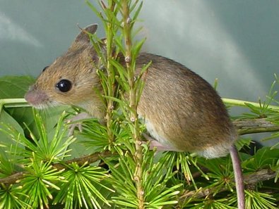 yellow necked field mouse 