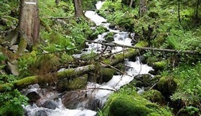 Natürliches Fließgewässer im Wald mit natürlicherweise vorkommende Nadelbaumdichte