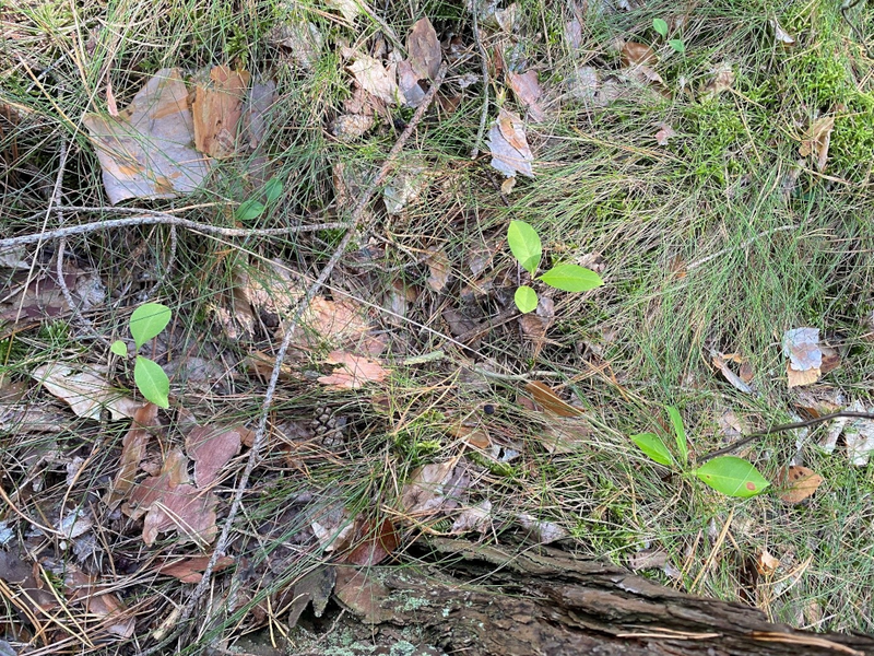Traubenkirsche Verjüngung