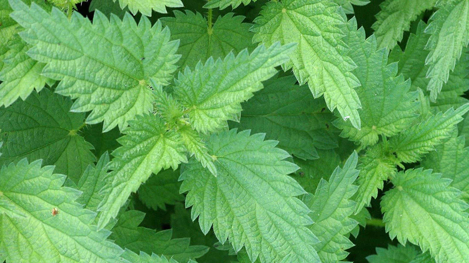 The stinging nettle a wellarmed allrounder