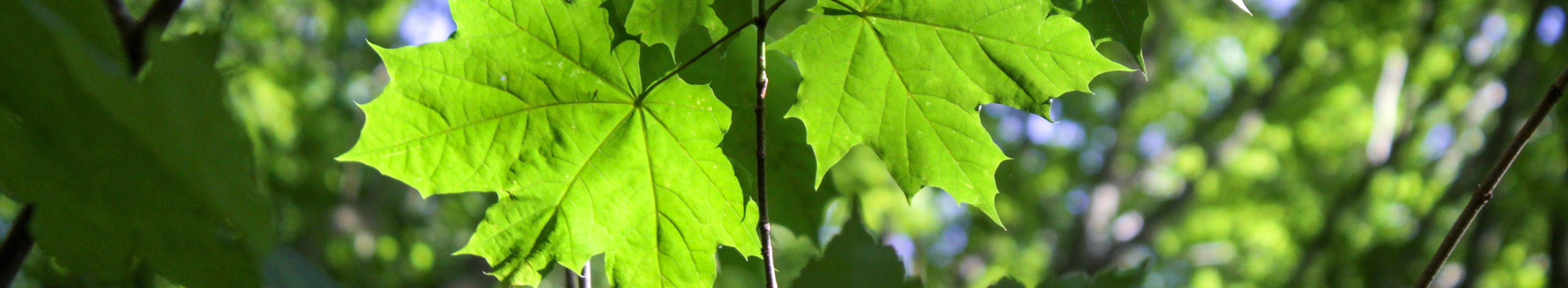 Zweig eines Sptizahorns im Gegenlicht mit leuchtend grünen Blättern