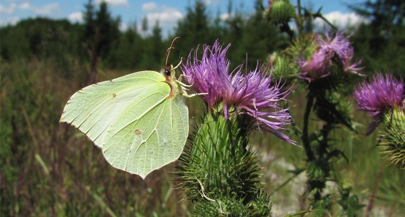 ein gelber Zitronenfalter sitzt mit geschlossenen Flügeln auf einer lilafarbenen Blüte