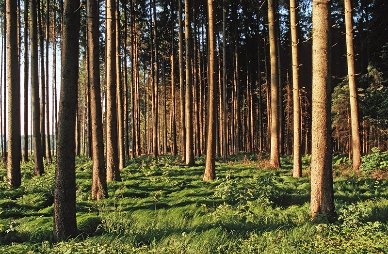 Im Mittelland dürften Fichtenwälder nicht zukunftsfähig sein