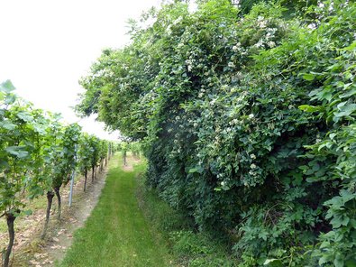 Insektenreicher Waldrand mit Waldrebe, wildem Hopfen und Pfaffenhütchen