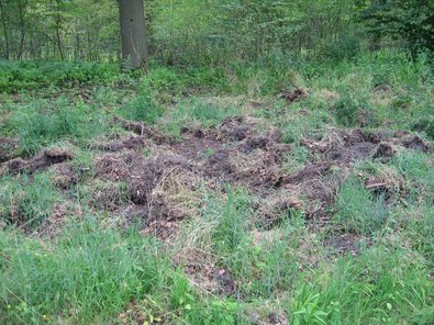 Wildschweine