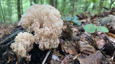 Ein röhrenförmiger weißer Pilz, die Verzweigte Becherkoralle